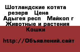 Шотландские котята,   резерв › Цена ­ 5 000 - Адыгея респ., Майкоп г. Животные и растения » Кошки   